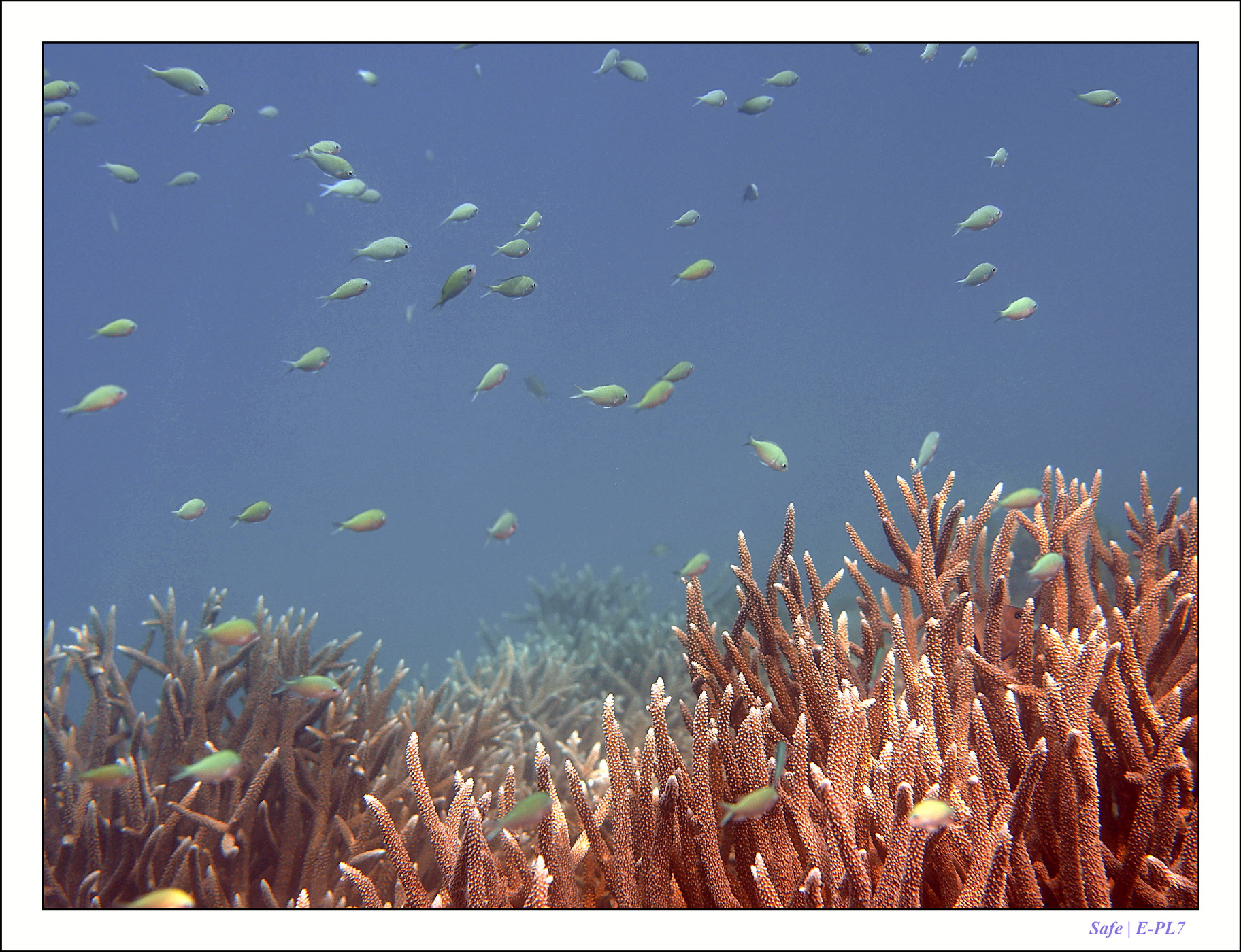 2022 - 07 - snorkeling Maldives - 024